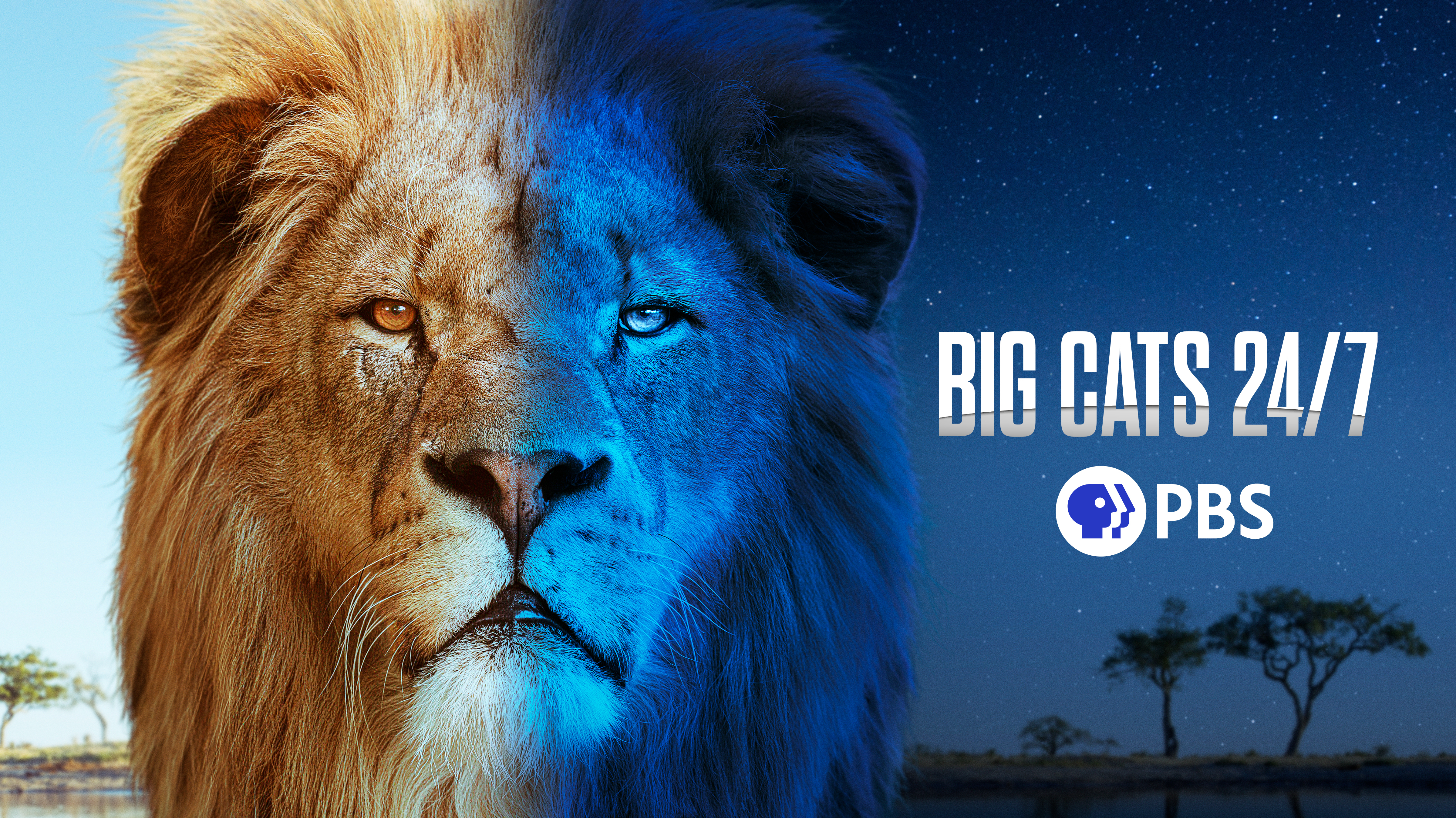 Big_Cats_247_Hero_Horizontal_4800x2700_RGB